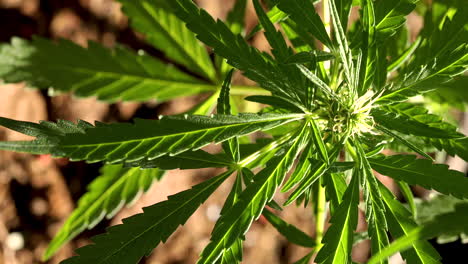 Marihuanablätter,-Hintergrundanbau-Von-Cannabis-Indica,-Draufsicht,-Grüner-Cannabisanbau,-Hanf-Cbd,-Marihuana-Vegetationspflanzen