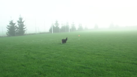 Frisbee-Dog---Border-Collie-Dog-Chasing-And-Catching-Flying-Disc-In-The-Air-On-A-Foggy-Morning