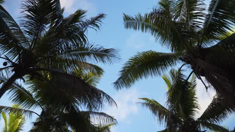 Blick-Auf-Tropische-Kokospalmen-Mit-Blauem-Himmelshintergrund,-Der-Vorwärts-Geht