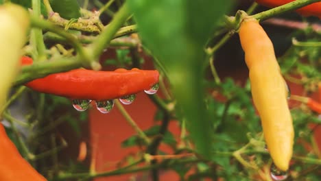 Natürliche-Regentropfen-Auf-Einer-Bunten-Vielfalt-Scharfer-Chilischoten-Im-Gemüsegarten-–-Zoom-In-HD-Mit-60-Bildern-Pro-Sekunde