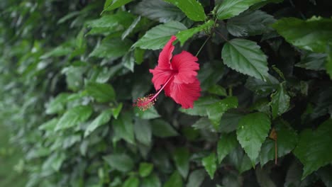 Rote-Chinarose-In-Voller-Blüte-Im-Frühling---Vorwärtsschuss
