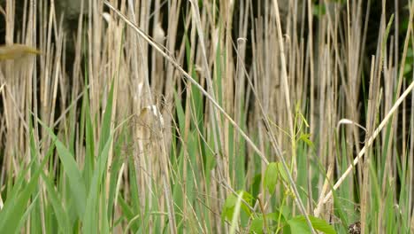 small-yellow-bird-sitting-on-a-branch-between-the-reed,-look-and-fly-away