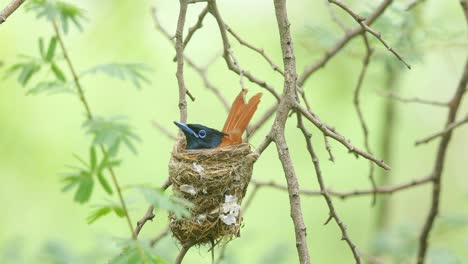 Paradiesschnäpper-Weibchen-Springt-Und-Sitzt-Während-Der-Monsunzeit-Im-Nest