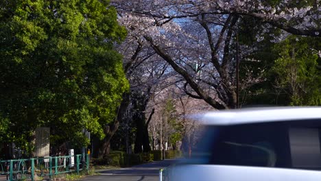 Wunderschöne-Naturlandschaft-Mit-Blühenden-Sakura-Bäumen-Im-Park-In-Japan-Mit-Vorbeifahrenden-Autos-Im-Frühling-–-Weitwinkelaufnahme