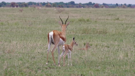 A-springbok-mother-and-her-calf-stand-in-a-dry-open-field-in-the-Botswana-plains