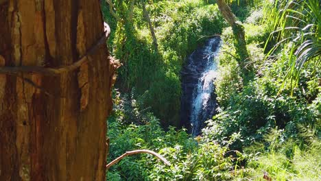 HD-Hawaii-Kauai-slow-motion-boom-up-with-viney-tree-in-left-foreground-and-waterfall-in-right-center-background