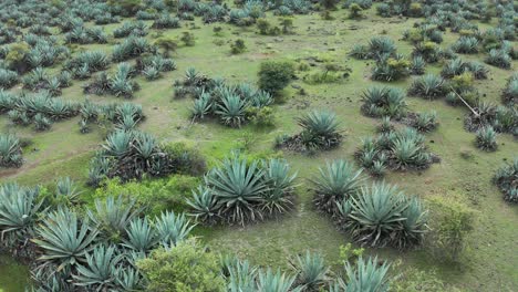 Aerial-Flyover,-Blue-Agave-Plants-In-Saswad-Mountains,-India