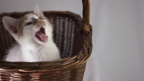Cute-white-and-ginger-sleepy-kitten-in-a-basket-medium-shot