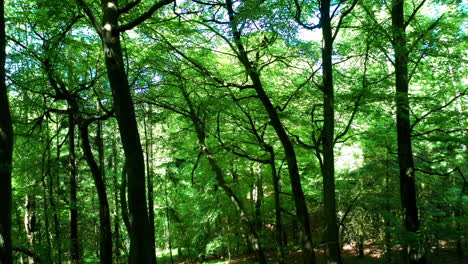 Schuss-Vorbei-An-Bäumen,-Die-Sich-In-Einem-Grünen-Wald-Vorwärts-Bewegen