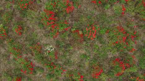 Luftaufnahme-Eines-Hasen-Aus-Der-Vogelperspektive-Oben-Rechts-Auf-Einem-Mohnfeld-Mit-Wildblumen