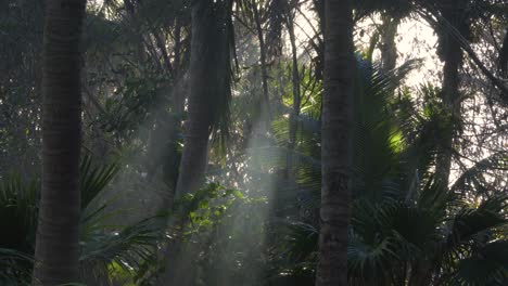 Sunbeam-shines-through-jungle-vegetation-on-paradise-island