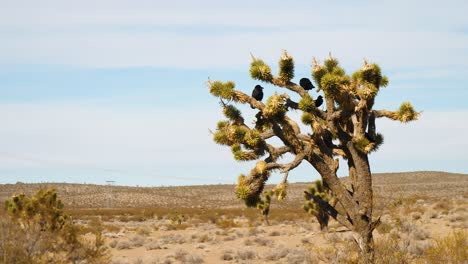 Group-of-black-crows-on-Joshua-tree-with-arid-desert-land-and-blue-sky