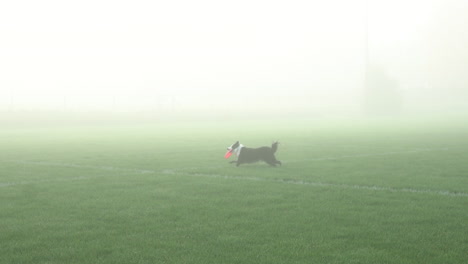 Border-Collie-Dog-Playing-And-Catching-Freesbie-Disc-At-Park-On-Misty-Morning