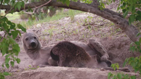 Mother-hyena-laying-down,-allowing-her-pup-to-suckle-at-her-teat