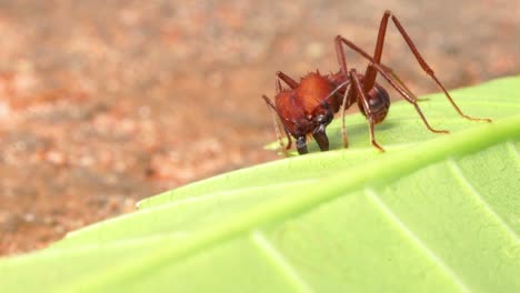 Mid-shot-of-and-ant-cutting-a-leaf