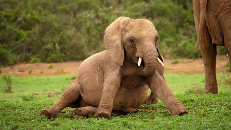Elefantenbaby,-Kalb,-Sitzt-Auf-Gras-Und-Schwingt-Seinen-Rüssel