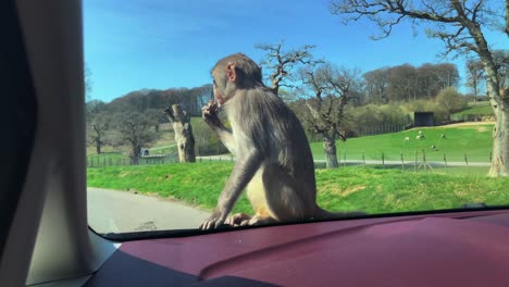 Naughty-Monkey-Holding-Dry-Leaf-While-Sitting-On-The-Car-Hood-In-Longleat-Safari-Park,-Warminster,-England---full-shot