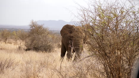 An-Elephant-amid-dry-grass-landscape,-digs-in-the-dirt,-hidden-by-bush