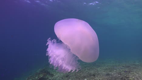 White-Jellyfish-pulsating-in-the-ocean