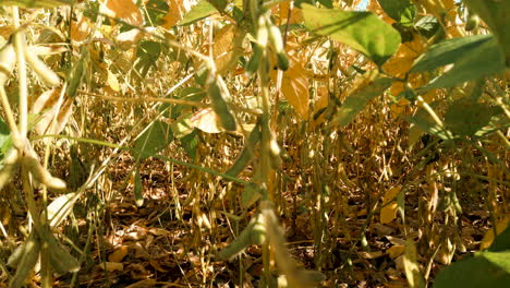 Details-of-dried-soybeans-in-the-plantation