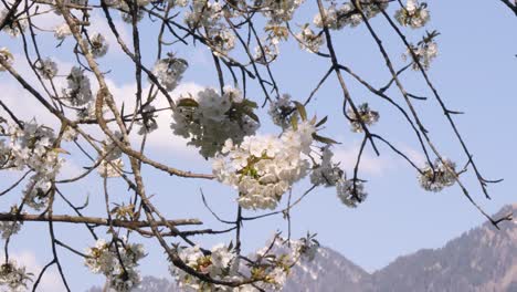 Fliegende-Bienen-In-Frühlingsblume-Mit-Wunderschöner-Berglandschaft-Im-Hintergrund