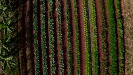 Rows-of-banana-trees-and-vegetable-plant-on-an-organic-farm---aerial-view-descending