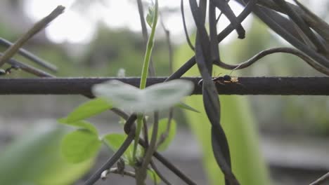 Kleine-Schwarze-Ameise-Trägt-Nahrung-über-Einen-Drahtzaun-In-Zeitlupe-Zu-Ihrem-Nest