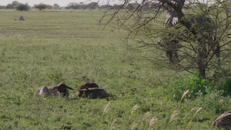 Terneros-De-ñu-Acostados-Mientras-Una-Vaca-De-ñu-Se-Alimenta-De-La-Hierba-Verde-En-Botswana-En-Un-Clima-Brillante---Tiro-Medio