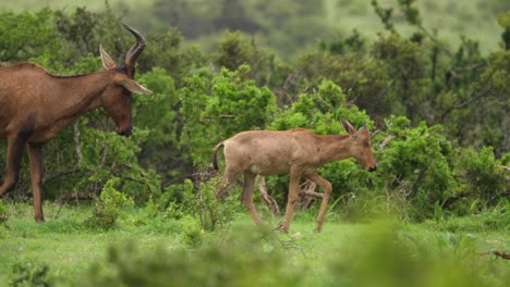 Young-Red-Hartebeest-family-walks-across-rainy-green-African-savanna