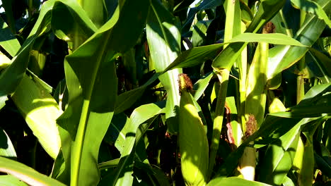 Details-of-corn-stalk,-beautiful-green-corn-cob
