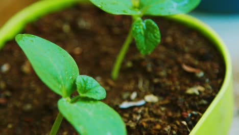 Baby-Cantaloupe-Plants-With-Wet-Leaves-Grown-On-The-Soil-In-A-Pot---sliding-shot
