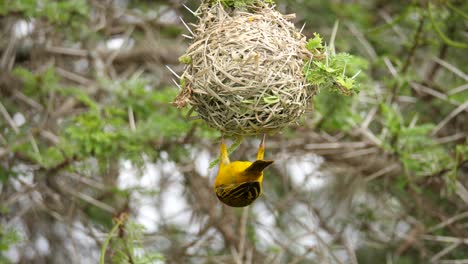A-colourful-southern-masked-weaver-hanging-upside-down,-clinging-to-its-nest-that-it-meticulously-weaved-using-strands-of-grass-and-twigs