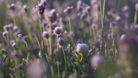 Close-up-of-lavender-flowers-in-growth-in-a-field-at-Parnitha-mountain,-Greece-during-spring