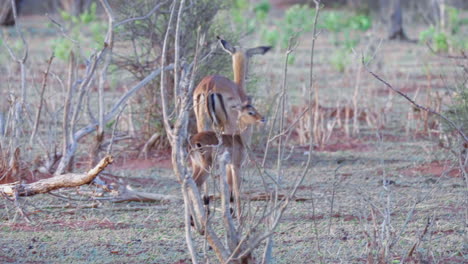 Mutter-Impala-Spaziert-Friedlich-Mit-Ihrem-Neugierigen-Kalb-Durch-Die-Karge-Landschaft-Botswanas