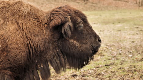 Slomo-close-up-of-bison-chewing-calmly.-Static