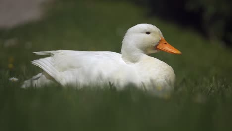 Close-up-shot-of-white-duck-with-orange-beak-sitting-in-grass-and-enjoying-the-sun
