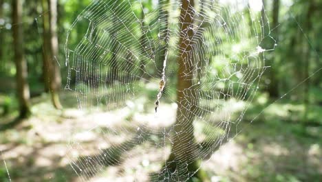 Spinnennetz-Vor-Einem-Verschwommenen-Natürlichen-Grünen,-Sonnigen-Hintergrund-In-Einer-Aufnahme-Aus-Mittlerer-Entfernung