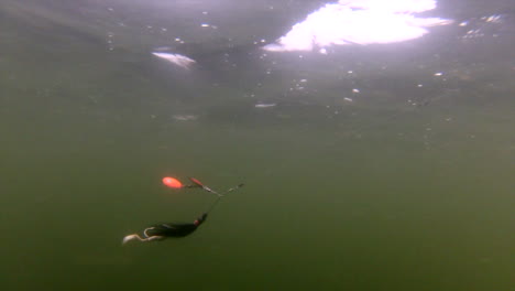 Black-Spinner-With-Double-Orange-Side-Lure-Dramatically-Floats-Underwater---medium-underwater-shot