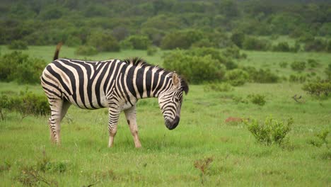 Pestered-by-flies,-lone-zebra-eats-lush-green-grass-on-African-savanna