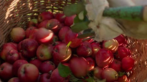 Entleeren-Der-Handverlesenen-Frischen-Reifen-Äpfel-Aus-Dem-Obstsammler-In-Einen-Weidenkorb