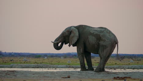 Afrikanischer-Elefant-Im-Schlamm-Bedeckt,-Der-Bei-Sonnenuntergang-Am-Wasserloch-Im-Makgadikgadi-Pans-Nationalpark,-Botswana,-Steht-Und-Trinkt