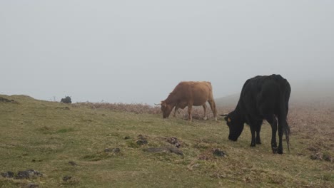 HIghland-cows-eating-grass-on-a-misty-morning-in-Laurel-forest-Laurissilva-of-Madeira