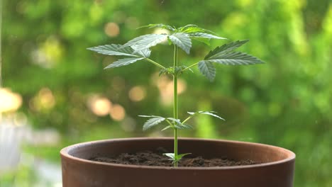 Home-grown-cannabis-plant-cultivation-standing-near-the-window-recreational,-small-plant-bokeh-closeup