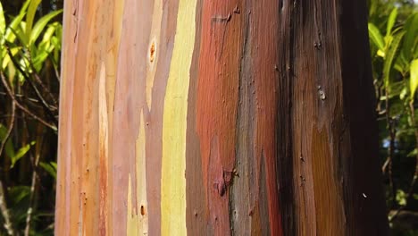 HD-Hawaii-Kauai-Zeitlupenboom,-Der-Einen-Regenbogen-Eukalyptusbaum-Vom-Stamm-Bis-Zur-Basis-Hinunterstürzt