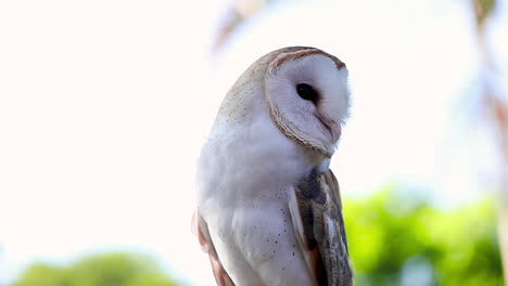 Slow-motion-clip-of-a-beautiful-white-owl-looking-around-with-big-black-eyes,-close-up,-wildlife-animal