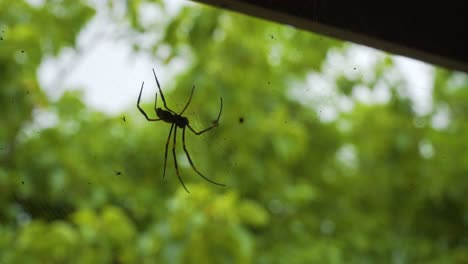 Large-red-legged-golden-orb-weaver-spider-hanging-in-its-strong-silky-web,-Fiji