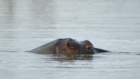 Close-Up-Slow-Motion-of-Hippo-Head-Peeking-Above-River-Water-Surface