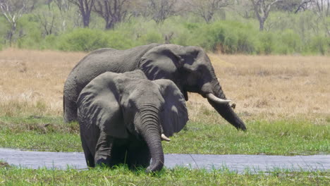 Dos-Elefantes-Africanos-Alimentándose-De-La-Hierba-Verde-Cerca-Del-Río-En-El-Parque-Nacional-Makgadikgadi-Pans,-Botswana