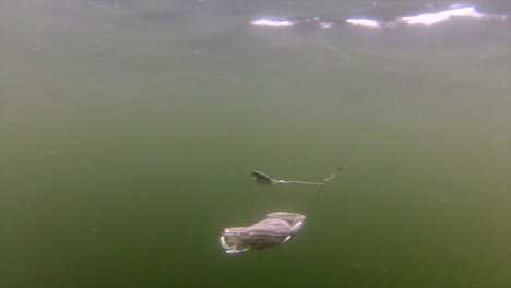 White-spinner-lure-with-white-tail-spinning-underwater