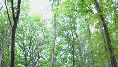 Ein-Weg-Entlang-Des-Frühlingswaldes-Mit-Bäumen-Mit-Hohen-Und-Dünnen-Stämmen